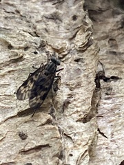 Rhagio punctipennis