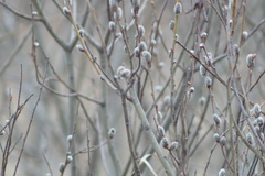 Salix