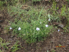 Wahlenbergia cuspidata