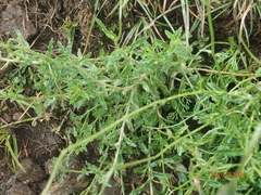 Wahlenbergia cuspidata