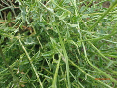 Wahlenbergia cuspidata