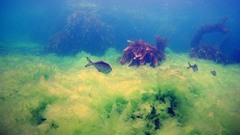 Latridopsis ciliaris