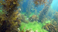 Latridopsis ciliaris