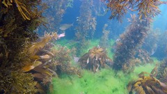 Latridopsis ciliaris