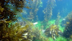 Latridopsis ciliaris