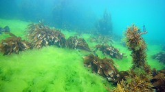 Latridopsis ciliaris