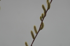 Salix