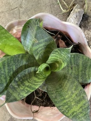 Sansevieria