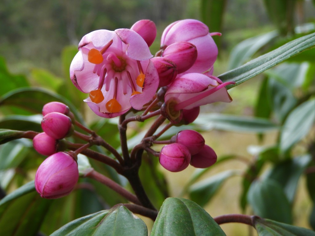Axinaea grandifolia