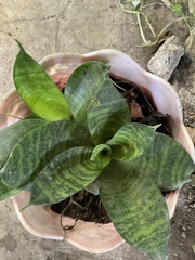 Sansevieria