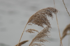 Phragmites australis