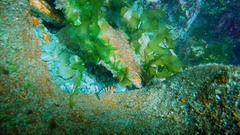 Notoclinops segmentatus