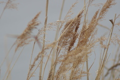 Phragmites australis