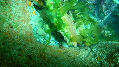 Notoclinops segmentatus