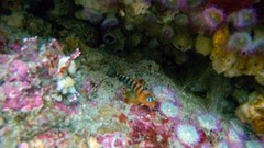 Notoclinops segmentatus
