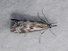 Catoptria oregonicus