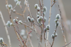 Salix