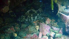 Aplodactylus arctidens