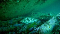 Aplodactylus arctidens
