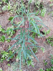 Pseudopanax crassifolius × lessonii