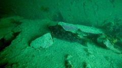 Aplodactylus arctidens