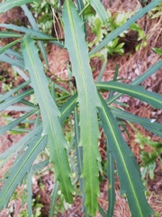 Pseudopanax crassifolius × lessonii