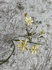 Triteleia