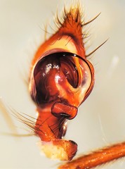 Cybaeus eutypus
