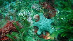 Pentagonaster pulchellus