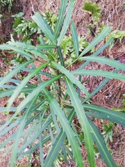 Pseudopanax crassifolius × lessonii