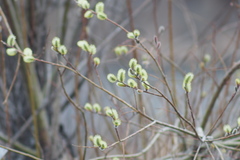 Salix