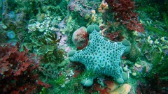 Pentagonaster pulchellus