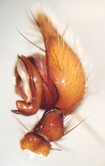 Cybaeus eutypus