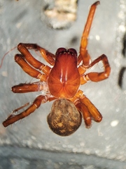 Cybaeus eutypus