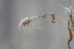 Chamaenerion angustifolium