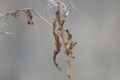 Chamaenerion angustifolium