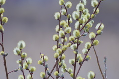 Salix