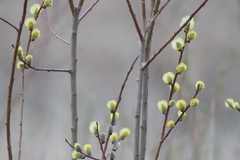 Salix
