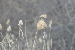 Phragmites australis