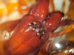 Cybaeus eutypus