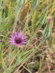 Tragopogon porrifolius