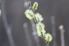 Salix
