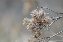 Arctium tomentosum