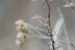 Artemisia vulgaris