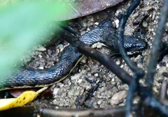 Cerberus schneiderii