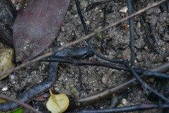 Cerberus schneiderii