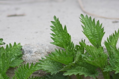 Urtica dioica