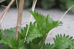 Urtica dioica