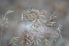 Bromus inermis