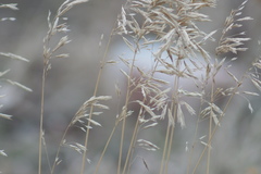 Bromus inermis